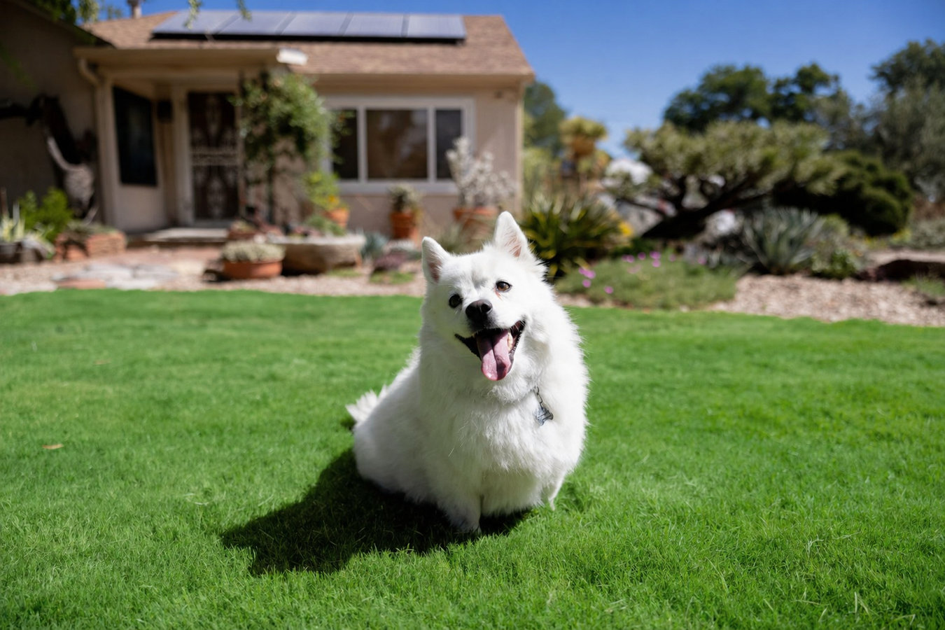 Pet-friendly turf